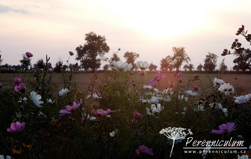 Olympijská letničková louka ve Ctěnicích 5 letničková louka Ctěnice