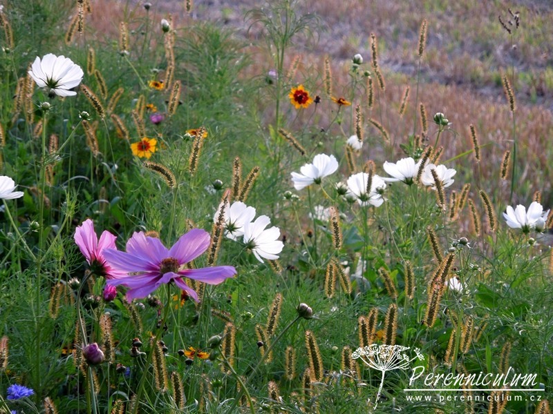 Olympijská letničková louka ve Ctěnicích 2 letničková louka Ctěnice
