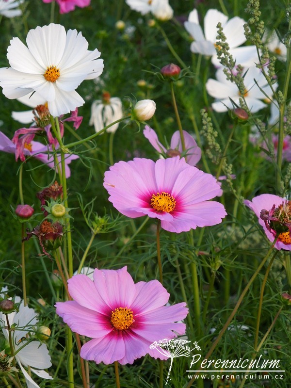 Olympijská letničková louka ve Ctěnicích 3 krásenka