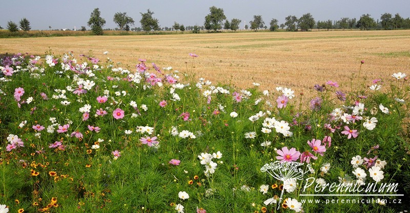 Olympijská letničková louka ve Ctěnicích 4 letničková louka Ctěnice