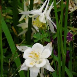 Aquilegia Kristall
