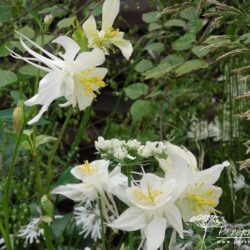 Aquilegia Kristall
