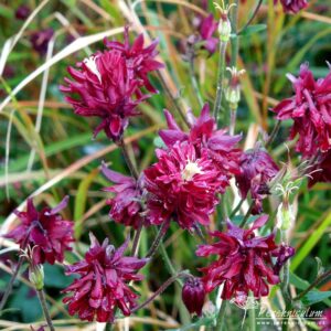 Aquilegia vulgaris var. stellata Ruby Port