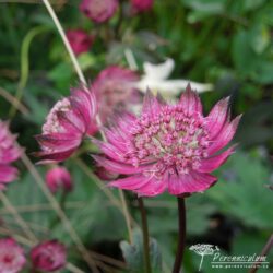Astrantia major Astrantia major