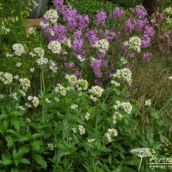 Centranthus ruber Albus