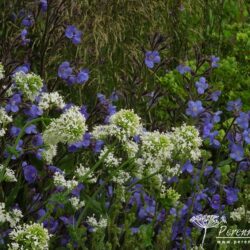 Centranthus ruber Albus
