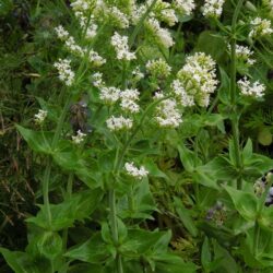 Centranthus ruber Albus