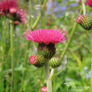 Cirsium rivulare Atropurpureum