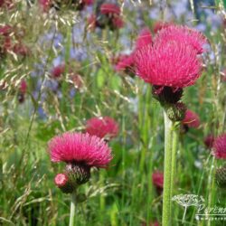 Cirsium rivulare Atropurpureum