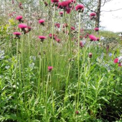 Cirsium rivulare Atropurpureum