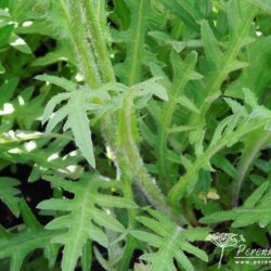Cirsium rivulare Atropurpureum