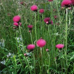 Cirsium rivulare Atropurpureum