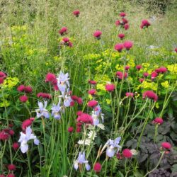 Cirsium rivulare Atropurpureum