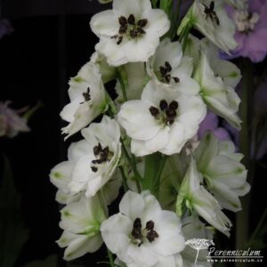 Delphinium Atholl