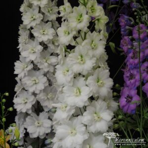 Delphinium Elizabeth Sahin