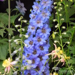 Delphinium Delphinium