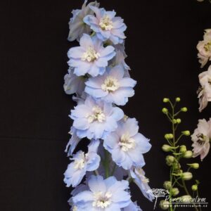 Delphinium Loch Leven