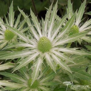 Eryngium Neptune's Gold