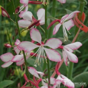 Gaura lindheimeri Freefolk Rosy