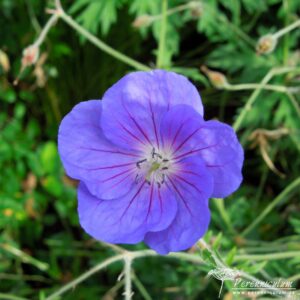 Geranium Orion