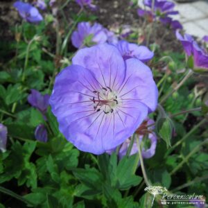 Geranium Rozanne