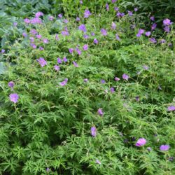 Geranium clarkei Kashmir Purple