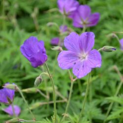 Geranium clarkei Kashmir Purple