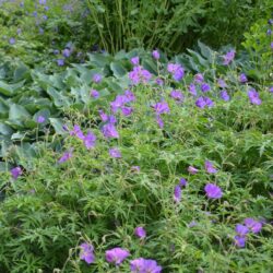Geranium clarkei Kashmir Purple