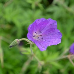 Geranium clarkei Kashmir Purple