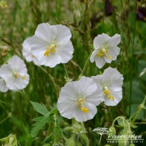 Geranium phaeum Album