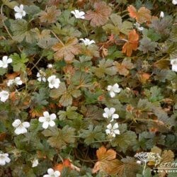 Geranium sessiliflorum Sanne