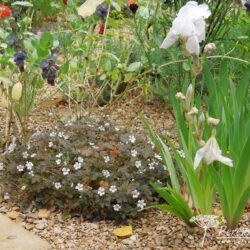 Geranium sessiliflorum Sanne