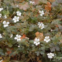 Geranium sessiliflorum Sanne