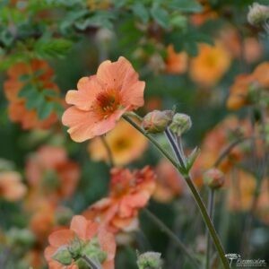 Geum Totaly Tanerine 01