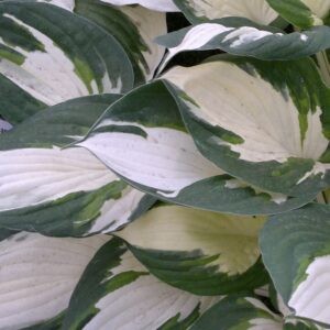 Hosta Fire and Ice