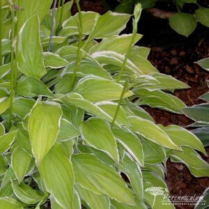 Hosta Iced Lemon