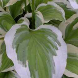 Hosta Lakeside Ninita