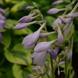 Hosta Lakeside Ninita