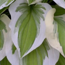 Hosta Lakeside Ninita