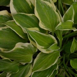 Hosta Lakeside Ninita