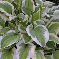 Hosta Lakeside Ninita