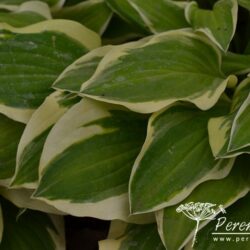 Hosta Lakeside Ninita