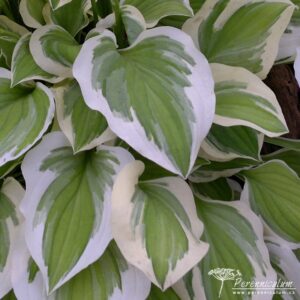 Hosta Lakeside Ninita