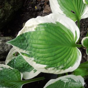 Hosta Patriot