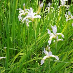Iris sibirica Summer Skies