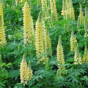 Lupinus Cashmere Cream