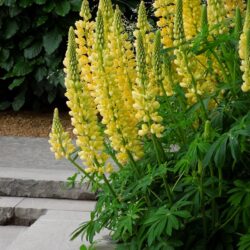 Lupinus Chandelier