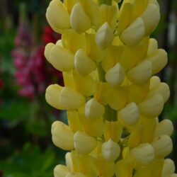 Lupinus Chandelier
