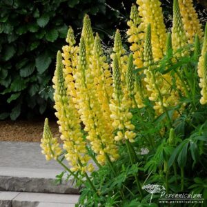 Lupinus Chandelier