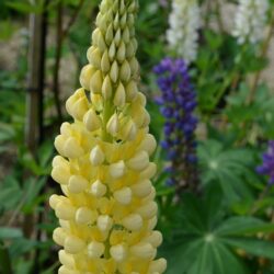 Lupinus Chandelier